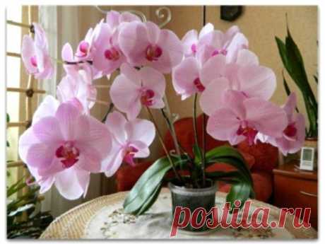 Как помочь орхидее зацвести: советы опытных цветоводов – В Курсе Жизни