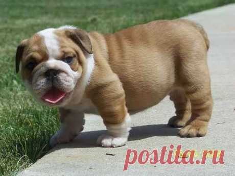 English Bulldog Love