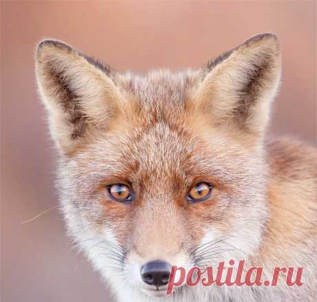 Многообразие индивидуальностей лис в фотографиях диких лис от Розелин Раймонд