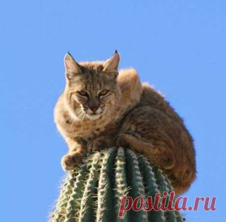 Горный лев, спасая свою шкуру, залез на кактус