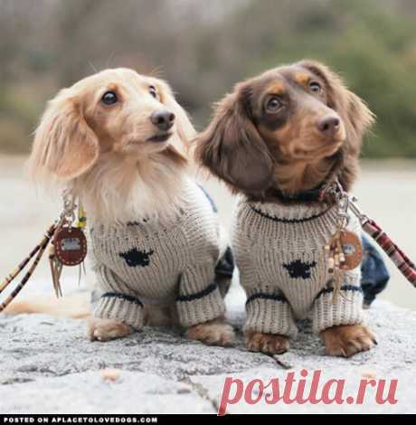 Dachshund Parade - aplacetolovedogs: Two adorable Dachshunds,...