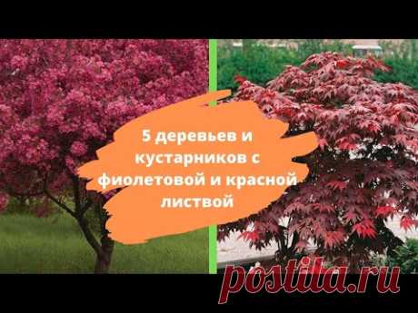 5 деревьев и кустарников с фиолетовой и красной листвой – расставляем акценты в саду