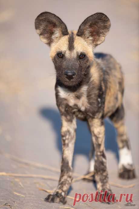 Puppy Eyes African Wild Dog (aka “Painted Wolf”) (Lycaon pictus) puppy, about 3 months old. Along with 10 of its litter mates, this youngster had only recently emerged from the den. At this age they can begin to keep up with the adults of the pack. An endangered species, there are an estimated 6,000 or so in the wild. We were thrilled to see almost 30 of them in Botswana this year.