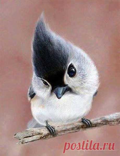 Синица Tufted является маленькой певчей птицей из Северной Америки!!!