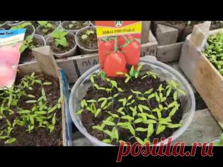 ПОМИДОРЫ НА РАССАДУ. ранние помидоры. помидоры кустовые на рассаду. видео