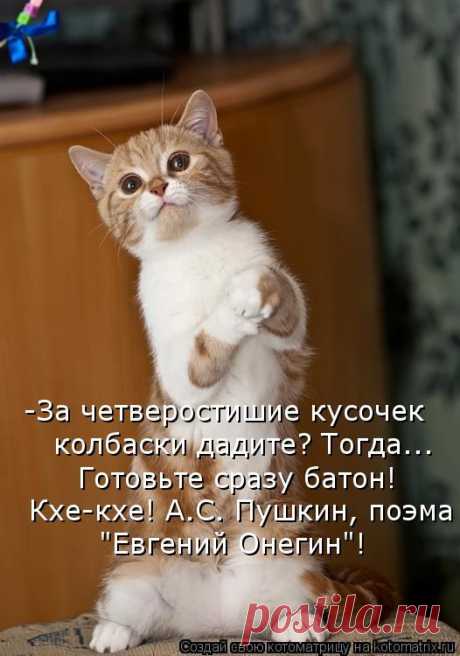 Котоматрица: Круть