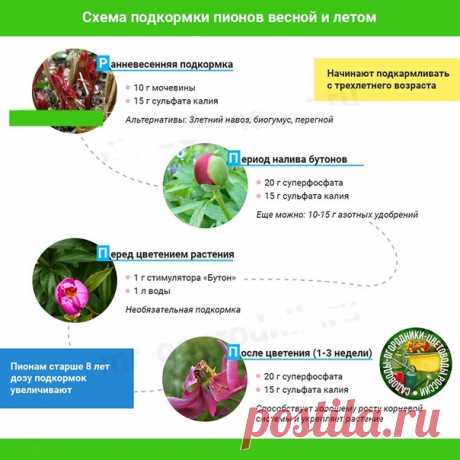 Схема подкормки пионов весной и летом - уникальная информация