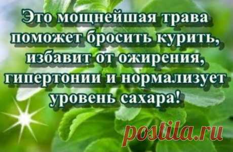 Хотите бросить курить? Эта трава мгновенно избавит от этой привычки и от ожирения, диабета и гипертонии!