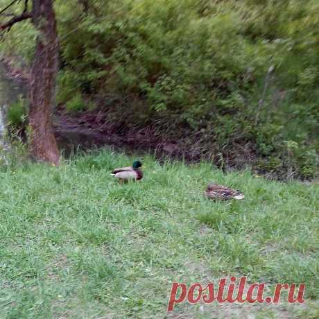 Утки на прогулке в Бабушкинском парке. Май 2015 г.