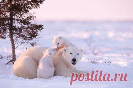 Белые медведи в фотографиях Дейзи Джилардини &amp;raquo; Женский Мир