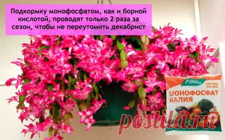 Ноябрь – время решающей подкормки декабриста ⚡ 15 минут заботы, а бутонов в 1,5–2 раза больше. Ладно, поделюсь! | Секреты сада и дачи | Яндекс Дзен