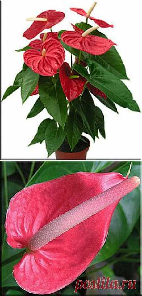 Антуриум (Anthurium). Описание, виды и уход за антуриумом | Флористика на &quot;Добро ЕСТЬ!&quot;