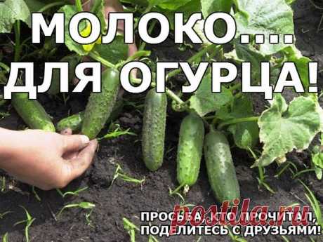 МОЛОКО.... ДЛЯ ОГУРЦА!