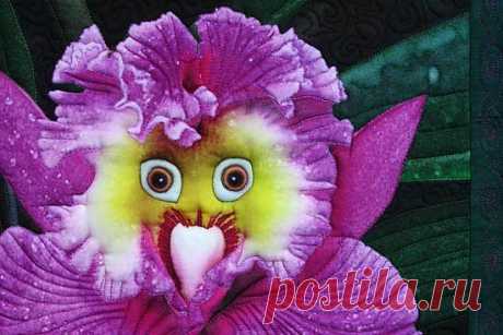 Image detail for -Rare Parrot Orchid | Flowers