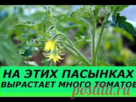 КАКИЕ ПАСЫНКИ ОБЯЗАТЕЛЬНО НУЖНО ОСТАВЛЯТЬ, ФОРМИРОВАНИЕ НИЗКОРОСЛЫХ И ВЫСОКОРОСЛЫХ СОРТОВ ТОМАТОВ.