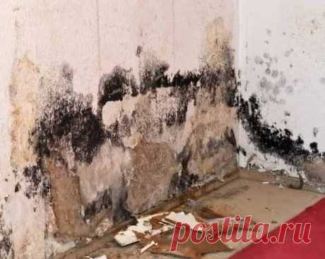 Как избавиться от чёрных пятен на стенах в квартире