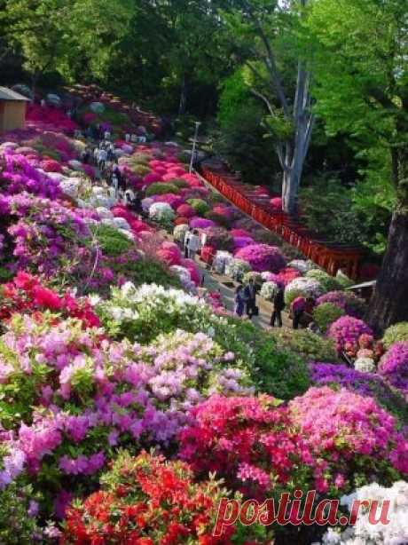 Фестиваль цветов. Япония.