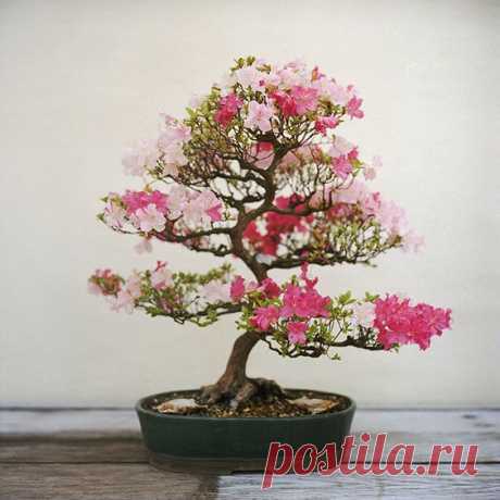 Satsuki Azalea bonsai Going to try this.  |  Pinterest