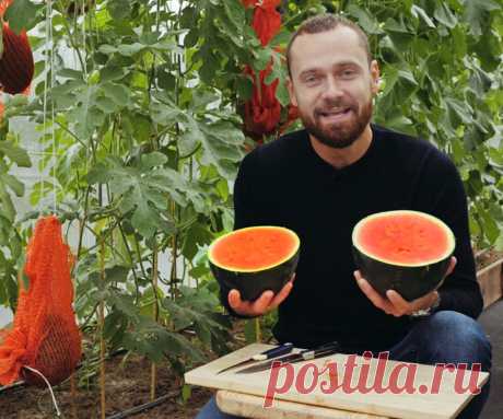 Как выращивать арбузы и дыни? Интересный способ и сорта (Видео) | Виталий Декабрев | Яндекс Дзен