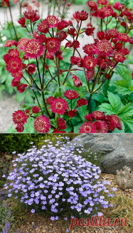 5 редких, но красивых многолетних цветов, цветущих всё лето в саду (фото + описание) | Секреты Сада | Яндекс Дзен