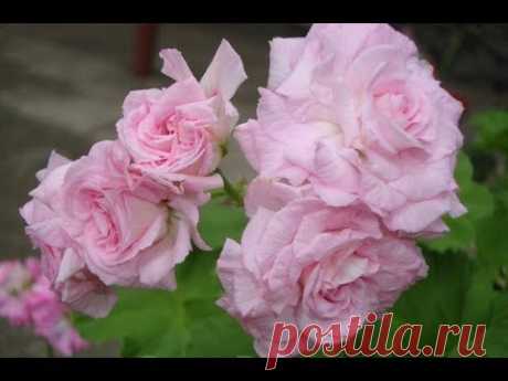 Millfield Rose пеларгония