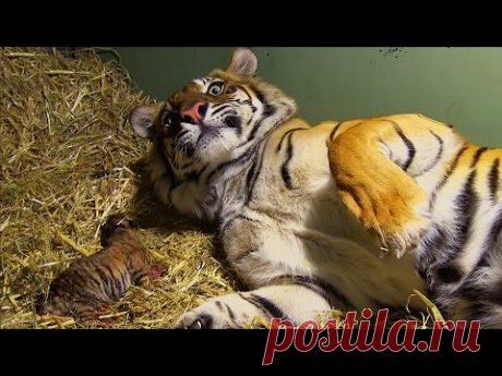 Birth of Twin Tiger Cubs | Tigers About The House | BBC
