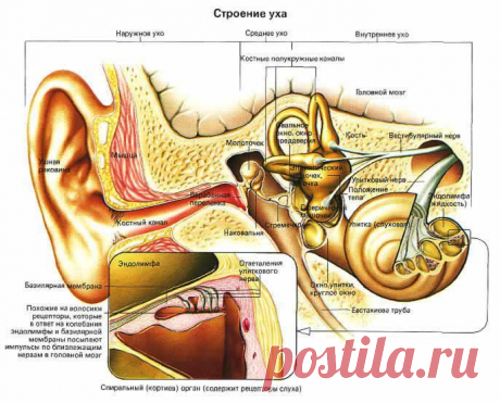Строение уха | ПолонСил.ру - социальная сеть здоровья