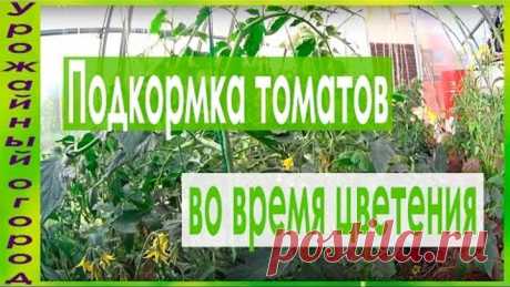 ПОДКОРМКИ ТОМАТОВ ВО ВРЕМЯ ЦВЕТЕНИЯ!