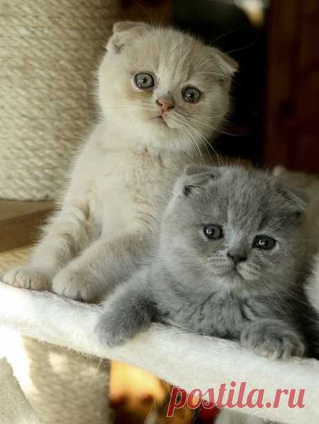 Bébés Scottish folds | Flickr - Photo Sharing!