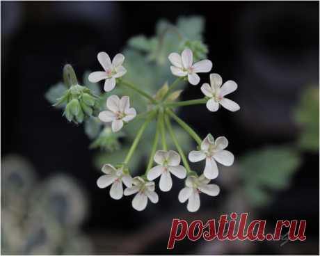 Species hybrids | Pelargonium – Edgar's site