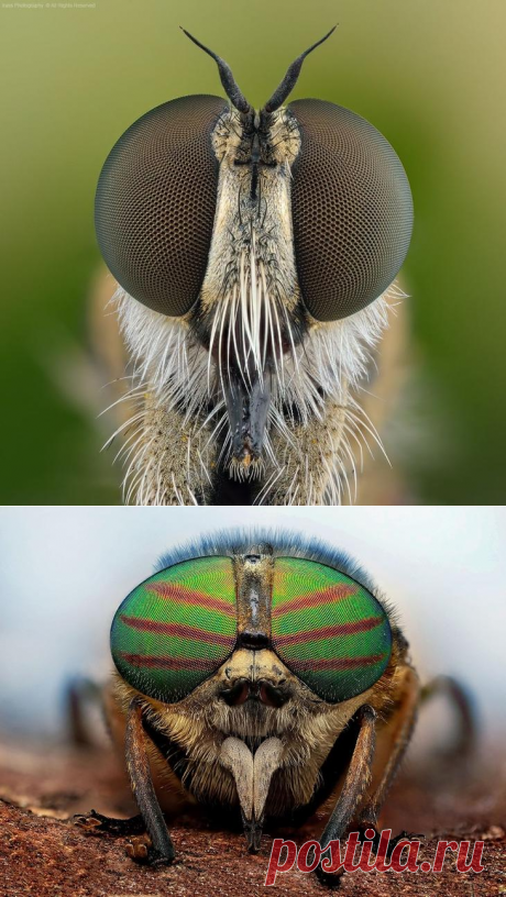 Портреты насекомых в фотопроекте