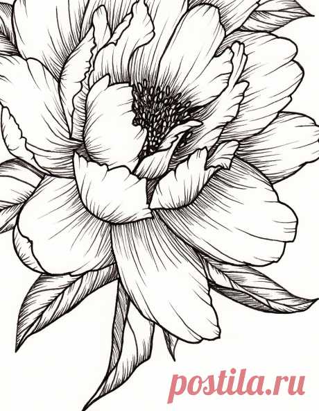 Peony Flower Art Print Of Pen Illustration Flower Drawing  587 Apr 17, 2019 - Find the perfect handmade gift, vintage &amp; on-trend clothes, unique jewelry, and more… lots more.