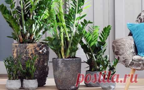 Растения, привлекающие богатство в дом Какие комнатные растения способны улучшить финансовое состояние