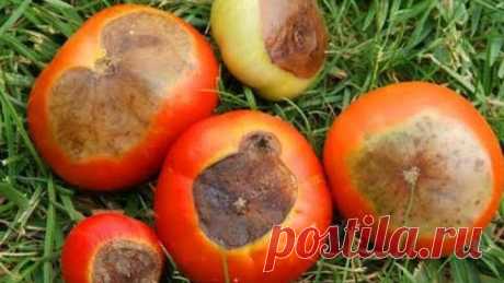 Болезни томатов. Вершинная гниль на помидорах и борьба с ними
