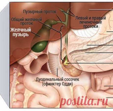 Целительный напиток - для здоровья. - МирТесен