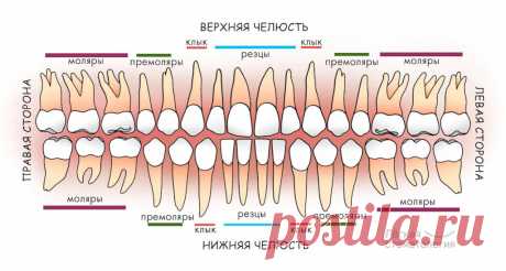 Нумерация (номера) зубов в стоматологии – схема у взрослых, как считать зубы по номерам
