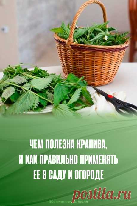 Чем полезна крапива, и как правильно применять ее в саду и огороде