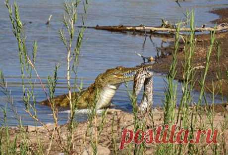 Голодный крокодил съел огромного питона | Pinreg.Ru