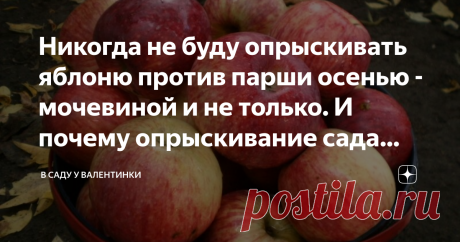 Никогда не буду опрыскивать яблоню против парши осенью - мочевиной и не только. И почему опрыскивание сада лучше отложить до весны | В саду у Валентинки | Дзен