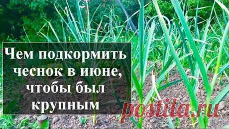 Подкорми чеснок в июне этим и увидишь каким огромным он вырастет