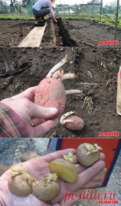Секреты посадки картофеля, о которых вы еще ничего не знали
