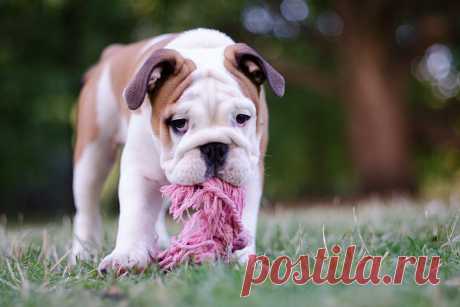 Marfa the Bulldog Puppy by The London PhoDOGrapher | Pretty Fluffy