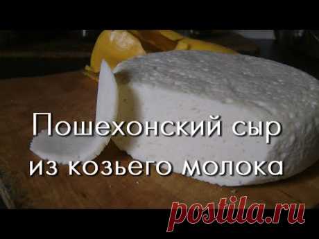 Твердый сыр дома - Пошехонский из козьего молока
