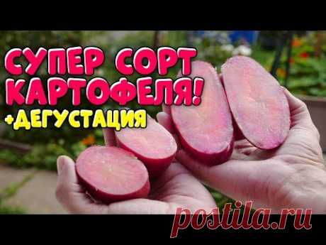 Новый сорт картофеля с красной мякотью. Урожай даже с фитофторой | Виталий Декабрев | Яндекс Дзен