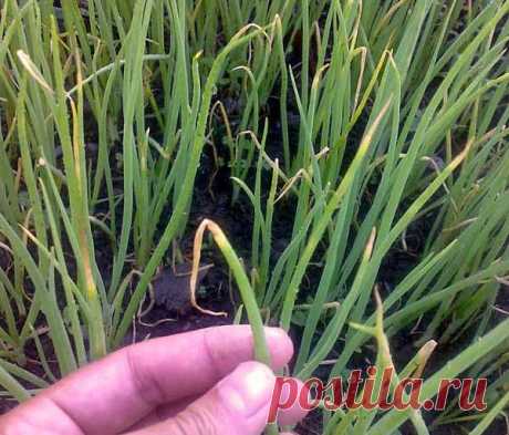 Подготовка почвы для выращивания лука — 6 соток
