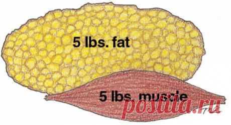 Почему нельзя растить мышцы и жечь жир одновременно – Зожник