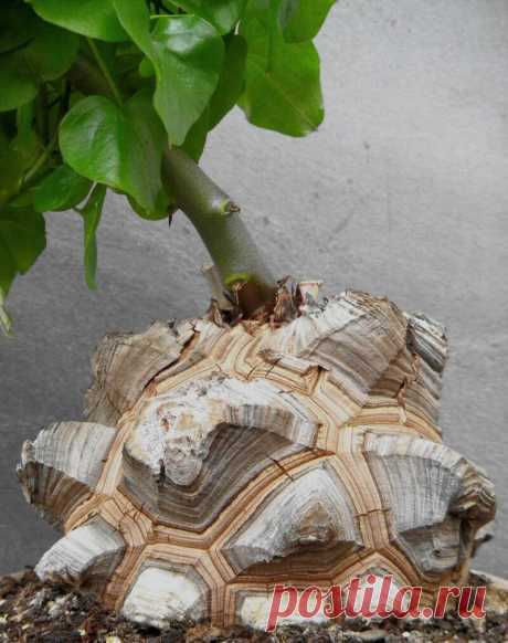 А вы знаете о цветке-черепахе? | Заметки природолюба | Яндекс Дзен