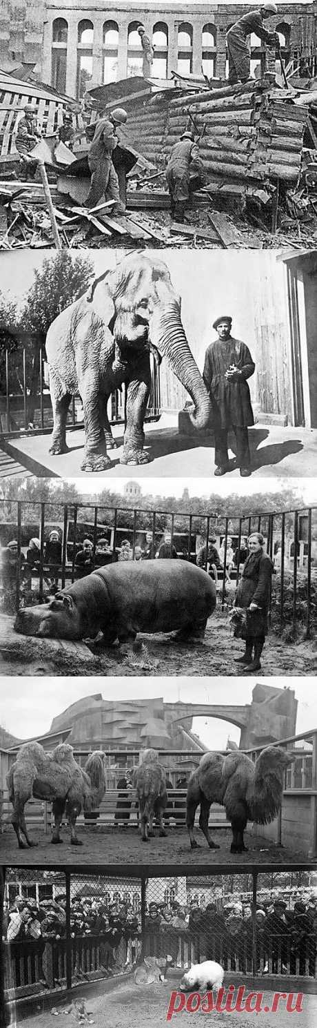 Ленинградский зоопарк во время блокады / Назад в СССР