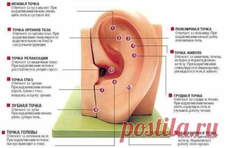 Простые и доступные приёмы массажа ушных раковин..