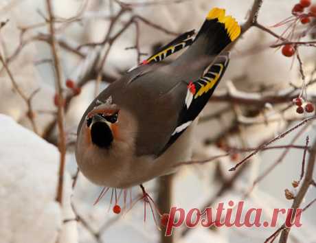 Свиристель - певчая перелетная птица: фото, описание, послушать как поет свиристель